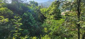 TERRAIN A VENDRE - ZONE: PELERIN