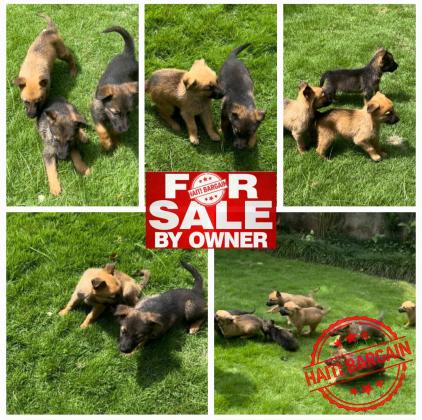 MoxBerger Allemand & Malinois