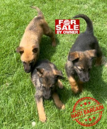 MoxBerger Allemand & Malinois