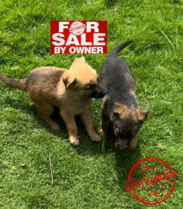 MoxBerger Allemand & Malinois