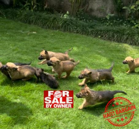 MoxBerger Allemand & Malinois