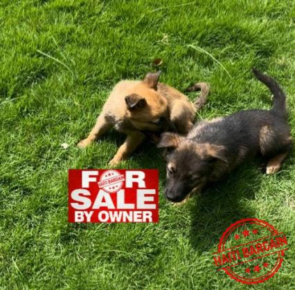 MoxBerger Allemand & Malinois