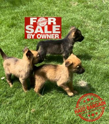 MoxBerger Allemand & Malinois