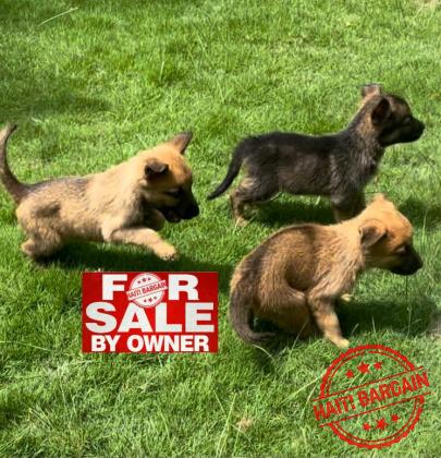 MoxBerger Allemand & Malinois