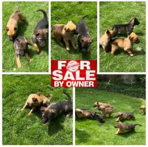 MoxBerger Allemand & Malinois