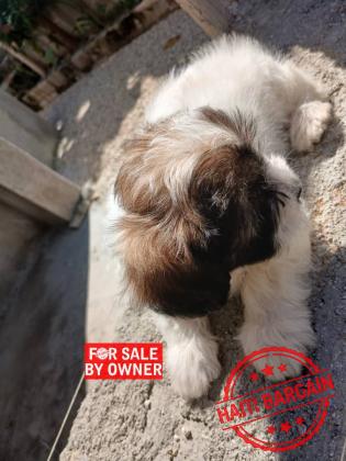 CANICHE SHIH TZU