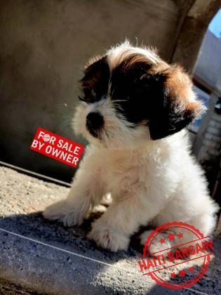 CANICHE SHIH TZU