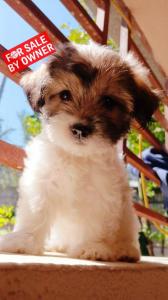CANICHE SHIH TZU