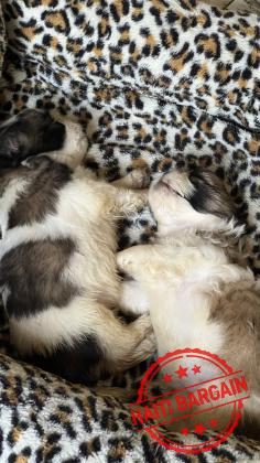 À VENDRE – Chiots Shih Tzu Mix