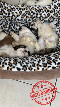 À VENDRE – Chiots Shih Tzu Mix