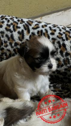 À VENDRE – Chiots Shih Tzu Mix