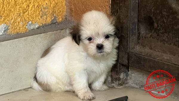 À VENDRE – Chiots Shih Tzu Mix