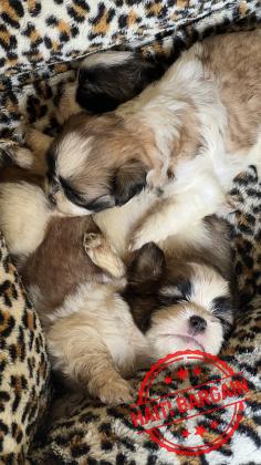 À VENDRE – Chiots Shih Tzu Mix