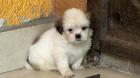 À VENDRE – Chiots Shih Tzu Mix